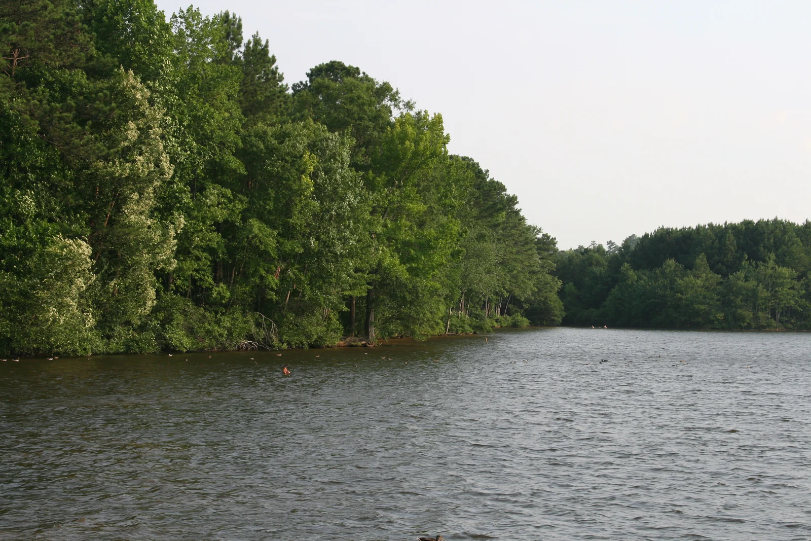 Lake Peachtree with its wooded shoreline, photographed by John Murphy in 2009